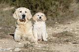 GOLDEN RETRIEVER 509
